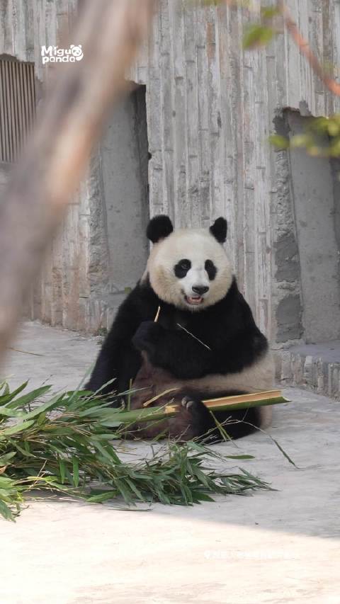 熊猫小米最新动态，科技潮流引领者，展现独特魅力